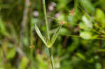 Largeleaf rose gentian